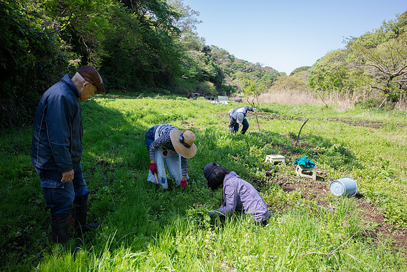 Kamakura Community Farm April 2023-5