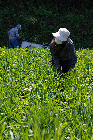 Kamakura Community Farm April 2023-27