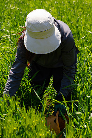 Kamakura Community Farm April 2023-30