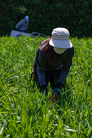 Kamakura Community Farm April 2023-28