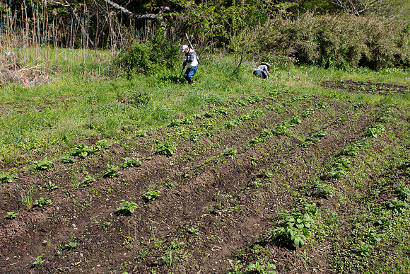 Kamakura Community Farm April 2023-11