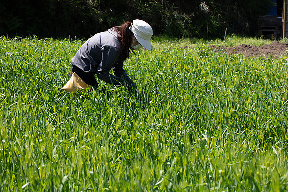 Kamakura Community Farm April 2023-26
