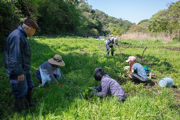 Kamakura Community Farm April 2023-4