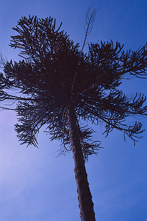 Angerland tree worked