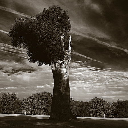 Abington Oak Tree