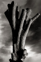 Pareidolia Abington Park-9