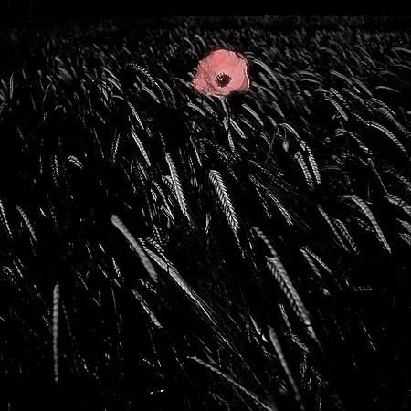 Poppy