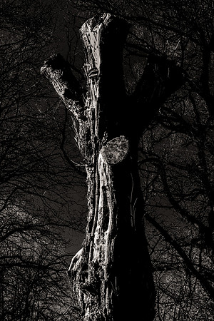 Pareidolia Covidya #35