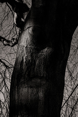 Pareidolia Covidya #38
