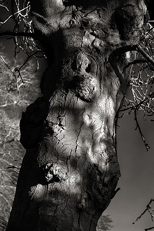 Pareidolia Covidya #39