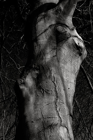Pareidolia Covidya #1