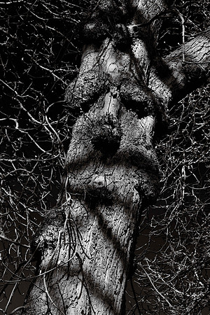 Pareidolia Covidya #24