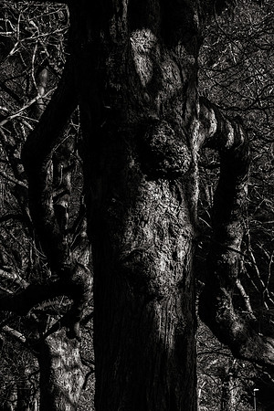 Pareidolia Covidya #10
