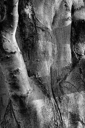 Pareidolia Covidya #22