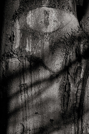 Pareidolia Covidya #16