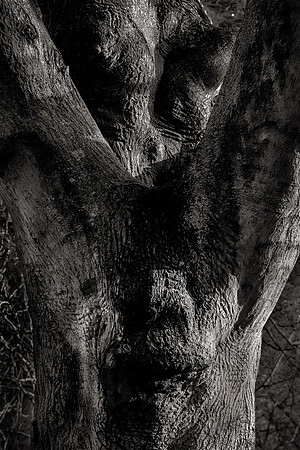 Pareidolia Covidya #17
