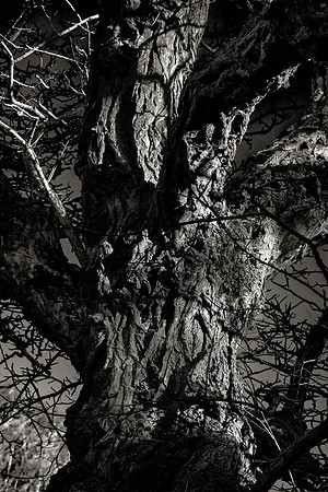 Pareidolia Abington Park-28